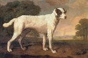 George Stubbs Dog oil painting picture wholesale